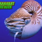 Hewan Moluska 1 Makhluk Laut Penuh Misteri