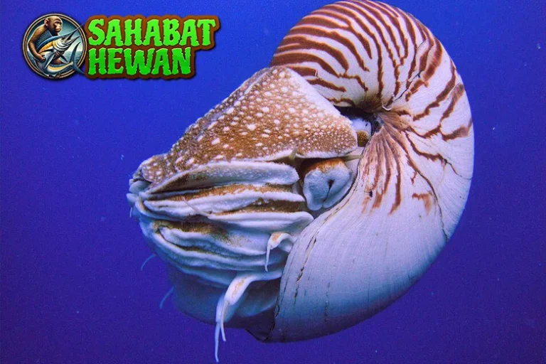 Hewan Moluska 1 Makhluk Laut Penuh Misteri