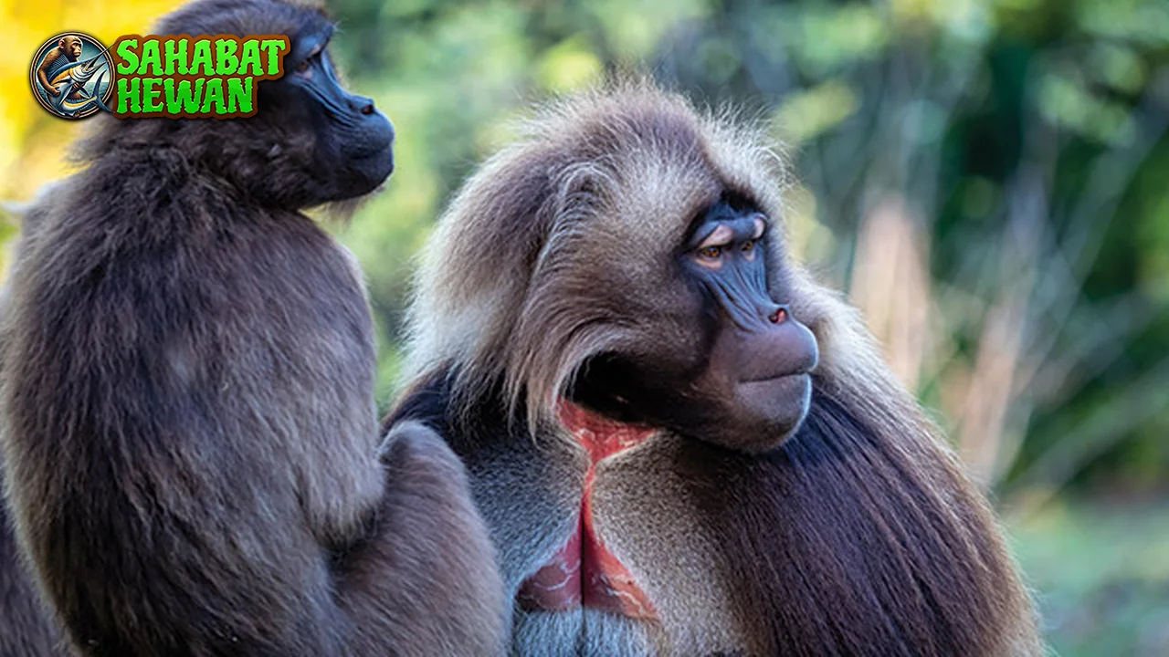 Monyet Babun 20 Kehidupan Sosial Penuh Rumit