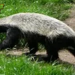 Badger 24 Hewan Kecil, Tapi Berani Maksimal