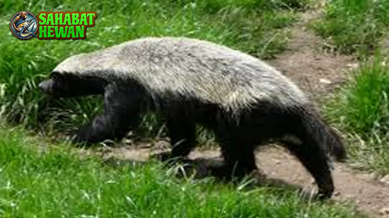 Badger 24 Hewan Kecil, Tapi Berani Maksimal