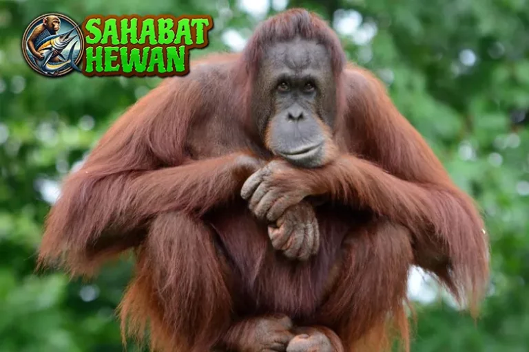 Orangutan Sumatera, Sang 1 Primata Langka Terancam