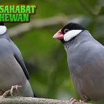 Burung Gelatik 11 Simfoni Cantik Setiap Kicauannya