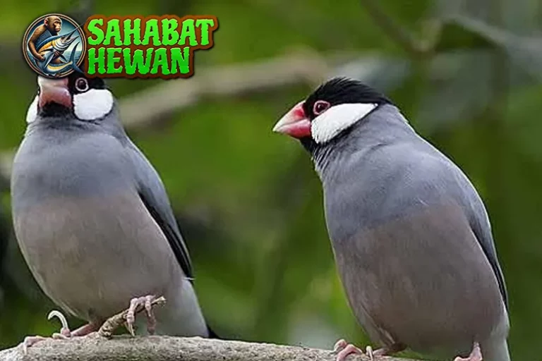 Burung Gelatik 11 Simfoni Cantik Setiap Kicauannya