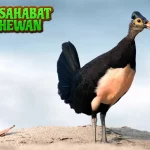 Keunikan Burung Maleo, Si Langka 36 dari Sulawesi