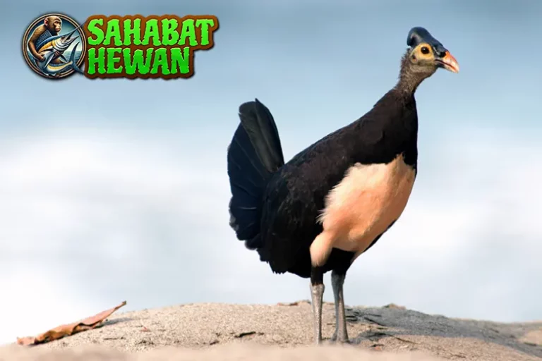 Keunikan Burung Maleo, Si Langka 36 dari Sulawesi