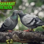Burung Merpati 45 Pesona Keunikan Pemikat Hati