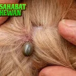 Caplak 100 Kecil Bahaya! Ini Harus Kamu Tahu!