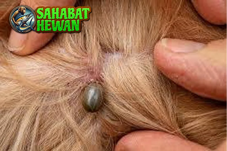 Caplak 100 Kecil Bahaya! Ini Harus Kamu Tahu!