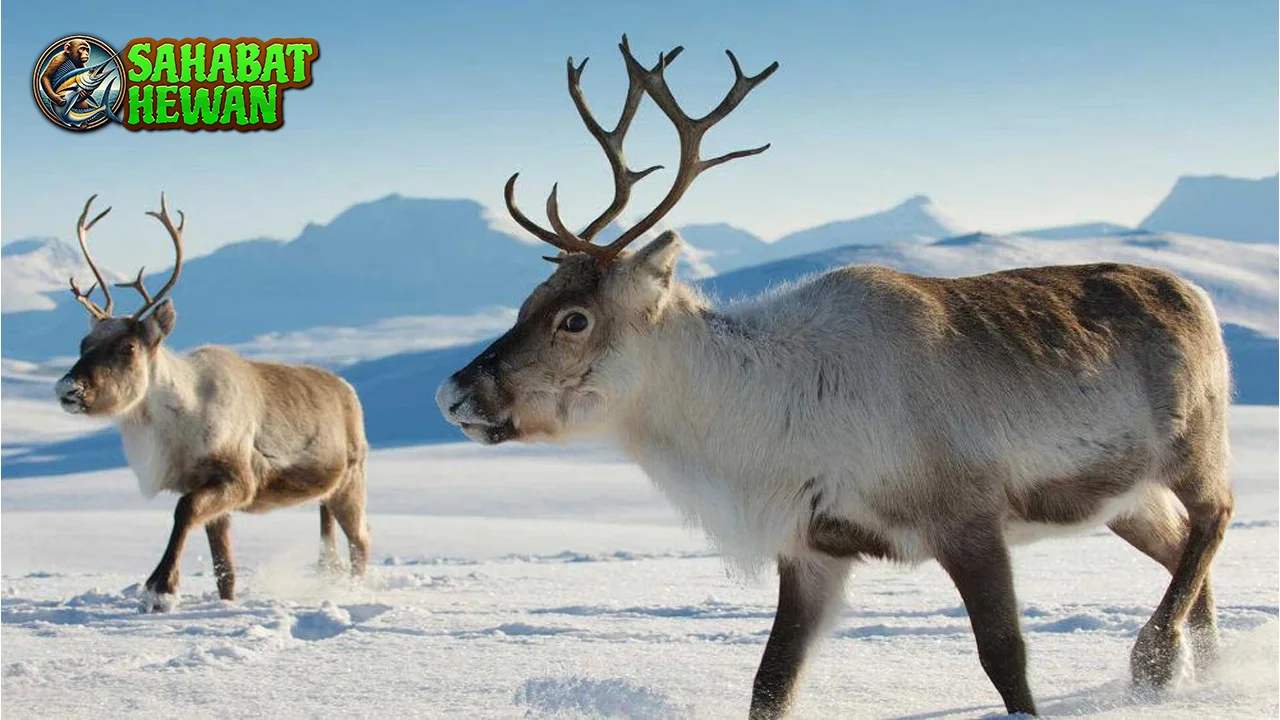 Rusa Tepat 8 Kutub Sang Traveler Sejati di Dunia Es 2 Rusa Tepat 8 Kutub Sang Traveler Sejati di Dunia Es