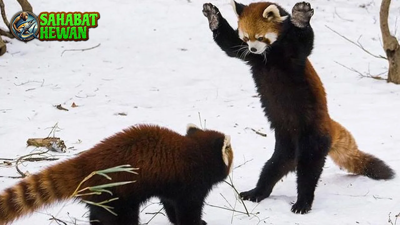 Panda Merah Lebih dari 4 Sekadar Lucu