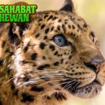 Macan Tutul Amur 97 Ekor Tersisa Si Cantik Langka!