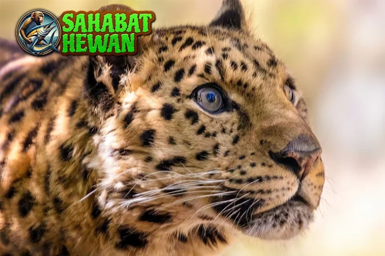 Macan Tutul Amur 97 Ekor Tersisa Si Cantik Langka!