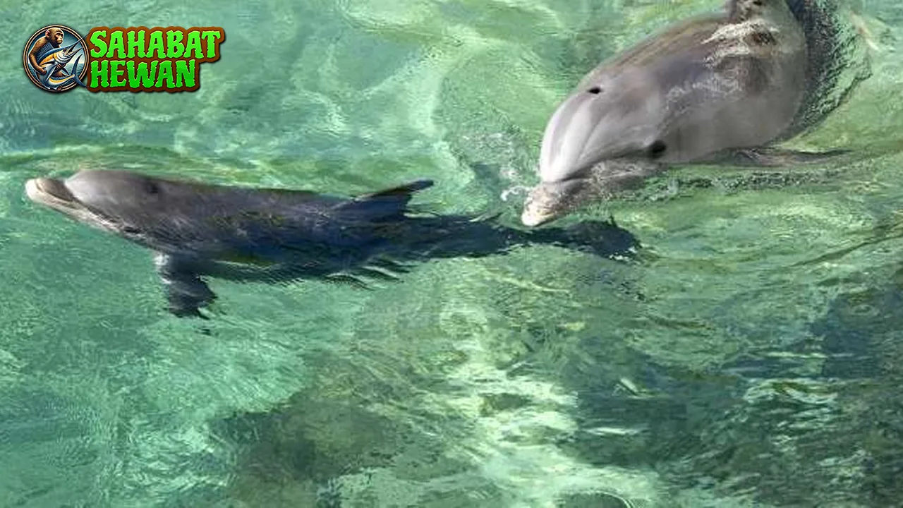 Vaquita Dari 0 Hingga Terancam Punah, Ini Sejarah!