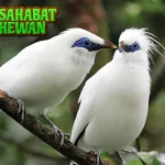 Jalak Putih 4 Simbol Kemurnian di Alam Liar