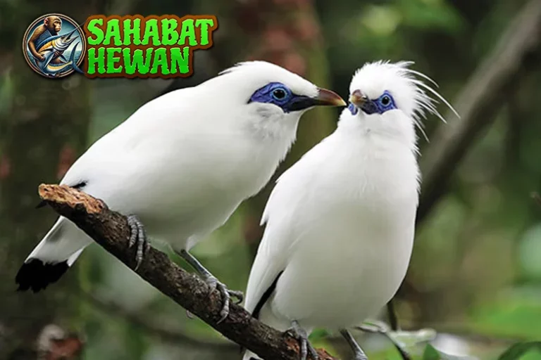 Jalak Putih 4 Simbol Kemurnian di Alam Liar