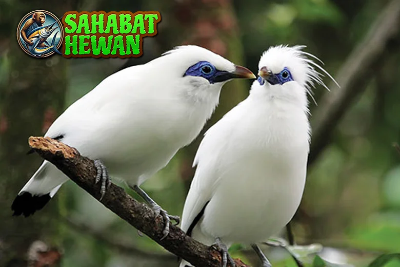 Jalak Putih 4 Simbol Kemurnian di Alam Liar