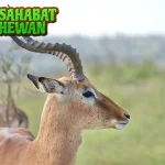 Impala Si Pelari Cepat yang Anggun di 20 Savana