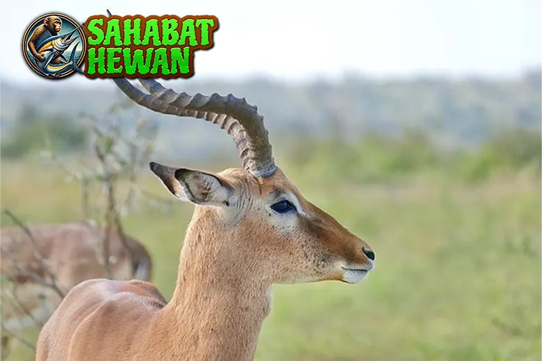 Impala Si Pelari Cepat yang Anggun di 20 Savana 1 Impala Si Pelari Cepat yang Anggun di 20 Savana