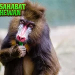 Monyet Babun 20 Kehidupan Sosial Penuh Rumit