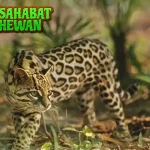 8 Jejak Ocelot, Si Kucing Liar yang Super Elegan