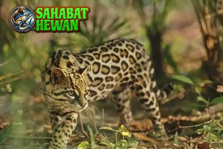 8 Jejak Ocelot, Si Kucing Liar yang Super Elegan