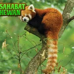 Panda Merah Lebih dari 4 Sekadar Lucu