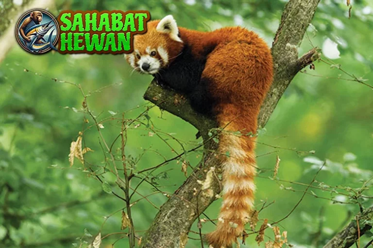 Panda Merah Lebih dari 4 Sekadar Lucu
