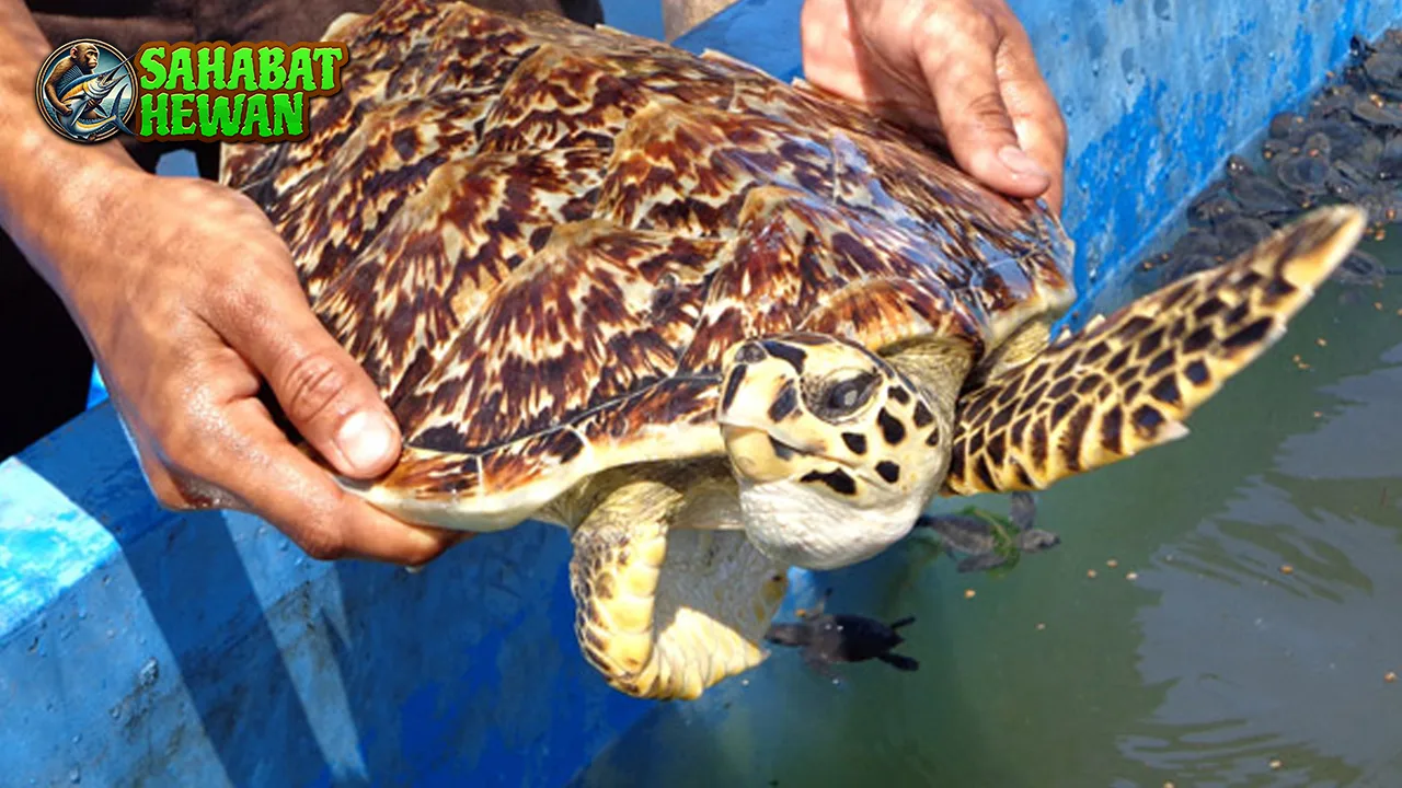 14 Keunikan Penyu Sisik yang Jarang Diketahui 2 14 Keunikan Penyu Sisik yang Jarang Diketahui