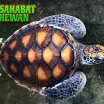 14 Keunikan Penyu Sisik yang Jarang Diketahui