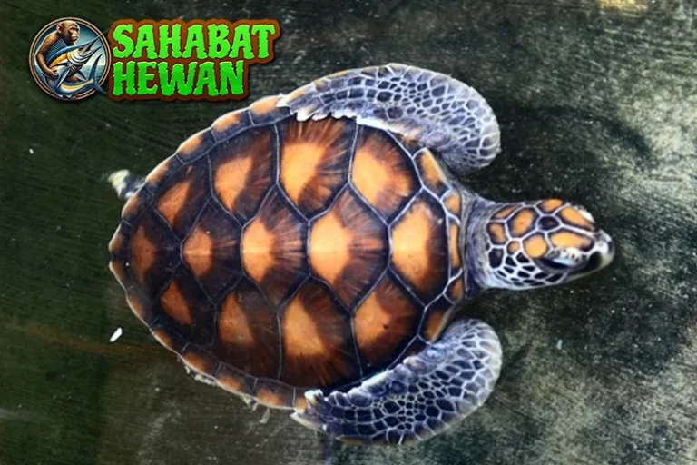 14 Keunikan Penyu Sisik yang Jarang Diketahui