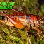 Cengkerik 16 Mitos Bersuara Keras Apa Keistimewan