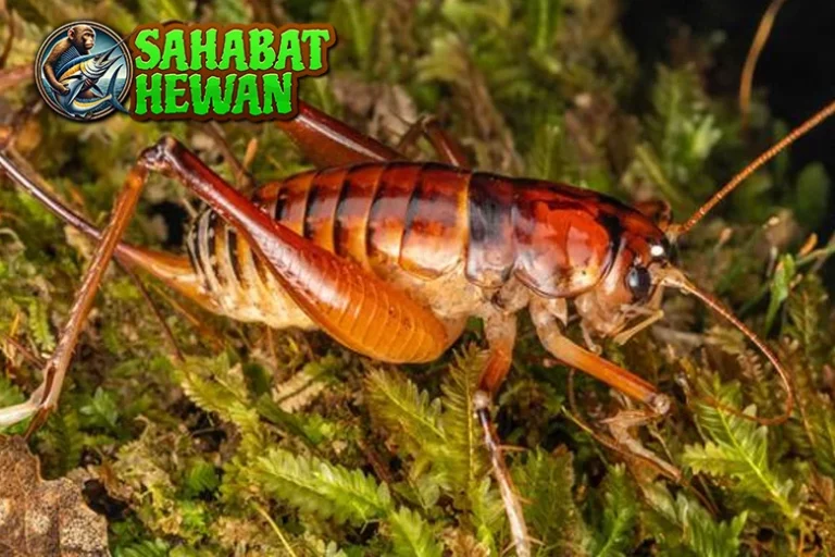 Cengkerik 16 Mitos Bersuara Keras Apa Keistimewan