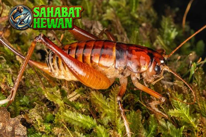 Cengkerik 16 Mitos Bersuara Keras Apa Keistimewan