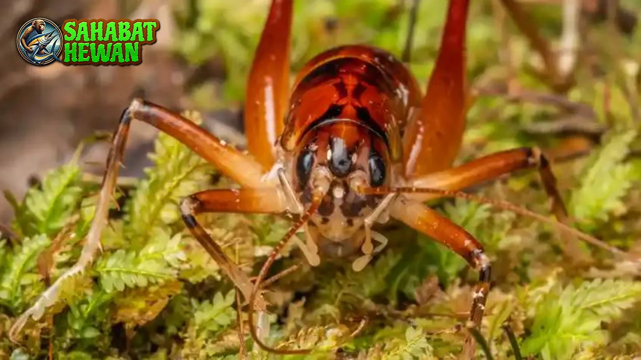 Cengkerik 16 Mitos Bersuara Keras Apa Keistimewan