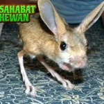 Jerboa Hewan Aneh 2 Kaki Panjang dan Telinga Lebar