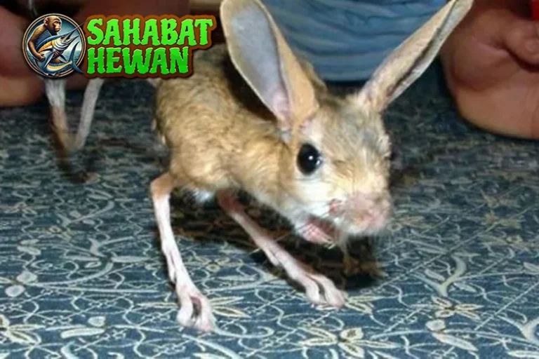 Jerboa Hewan Aneh 2 Kaki Panjang dan Telinga Lebar