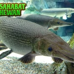 Ikan Aligator 1 Monster Sungai Terlupakan