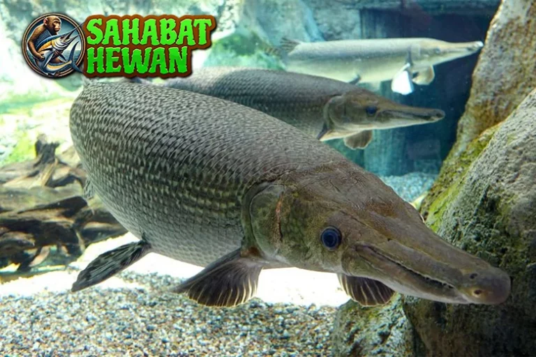 Ikan Aligator 1 Monster Sungai Terlupakan