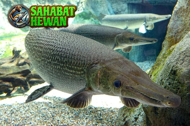 Ikan Aligator 1 Monster Sungai Terlupakan