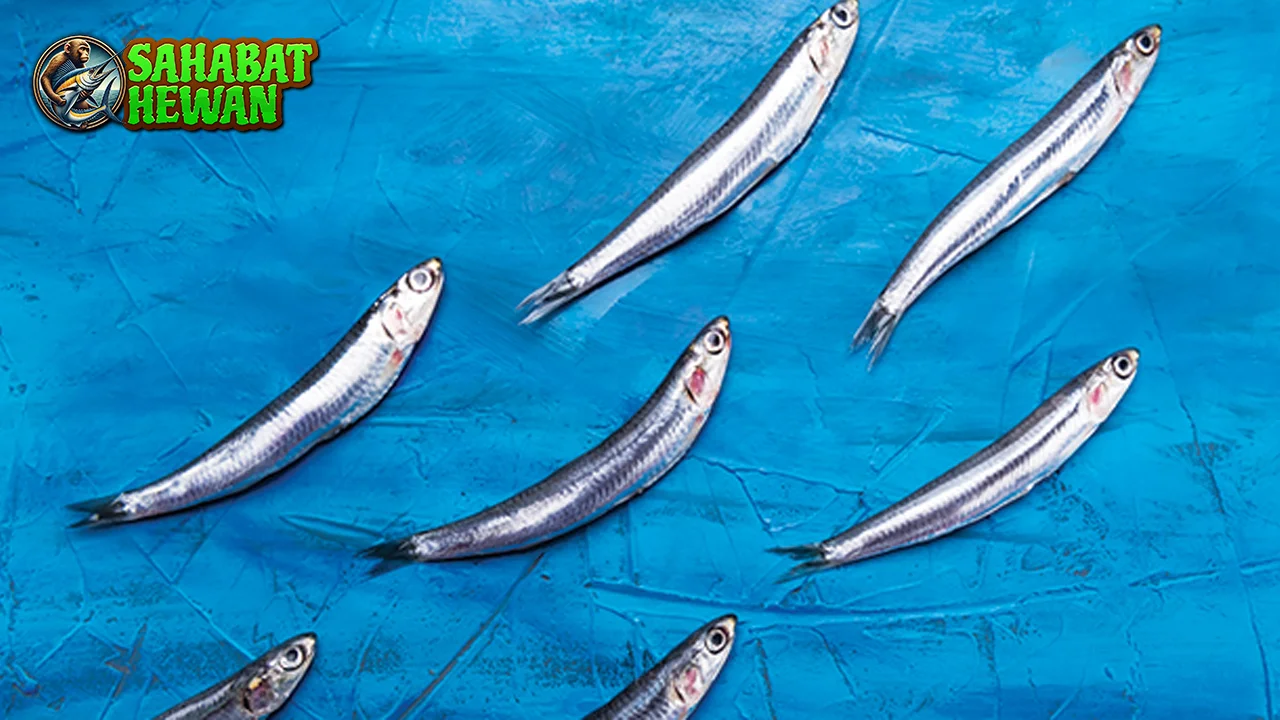 Ikan Teri Sensor 50 Indikator Penting Perubahan Iklim! 2 Ikan Teri Sensor 50 Indikator Penting Perubahan Iklim!