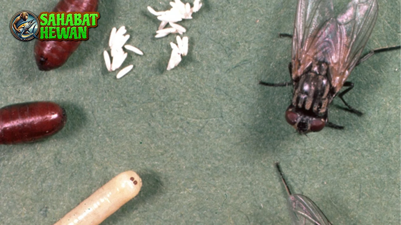 Lalat Hijau Si Cantik 21 Mengintai Menjijikkan? 2 Lalat Hijau Si Cantik 21 Mengintai Menjijikkan?