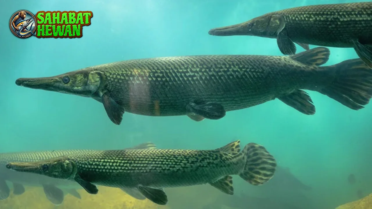 Ikan Aligator 1 Monster Sungai Terlupakan