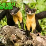 Hewan Marten Si Pencuri Cerdik 400 Hutan Belantara