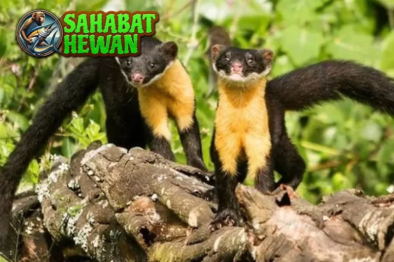 Hewan Marten Si Pencuri Cerdik 400 Hutan Belantara