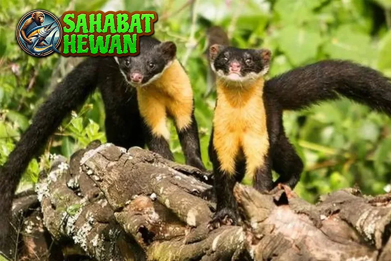 Hewan Marten Si Pencuri Cerdik 400 Hutan Belantara