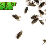 Lalat Hijau Si Cantik 21 Mengintai Menjijikkan?