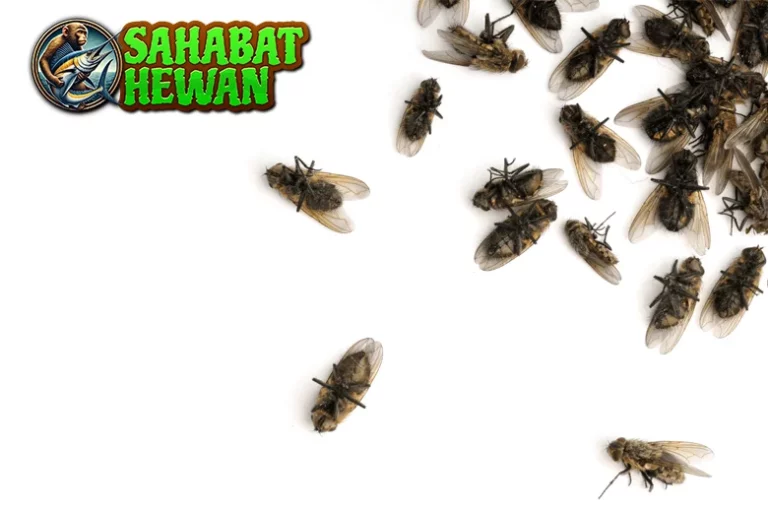 Lalat Hijau Si Cantik 21 Mengintai Menjijikkan?