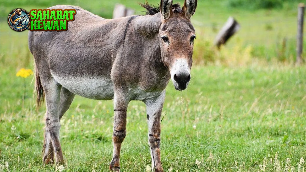 Kisah 4 Inspiratif Keledai yang Menyelamatkan Desa