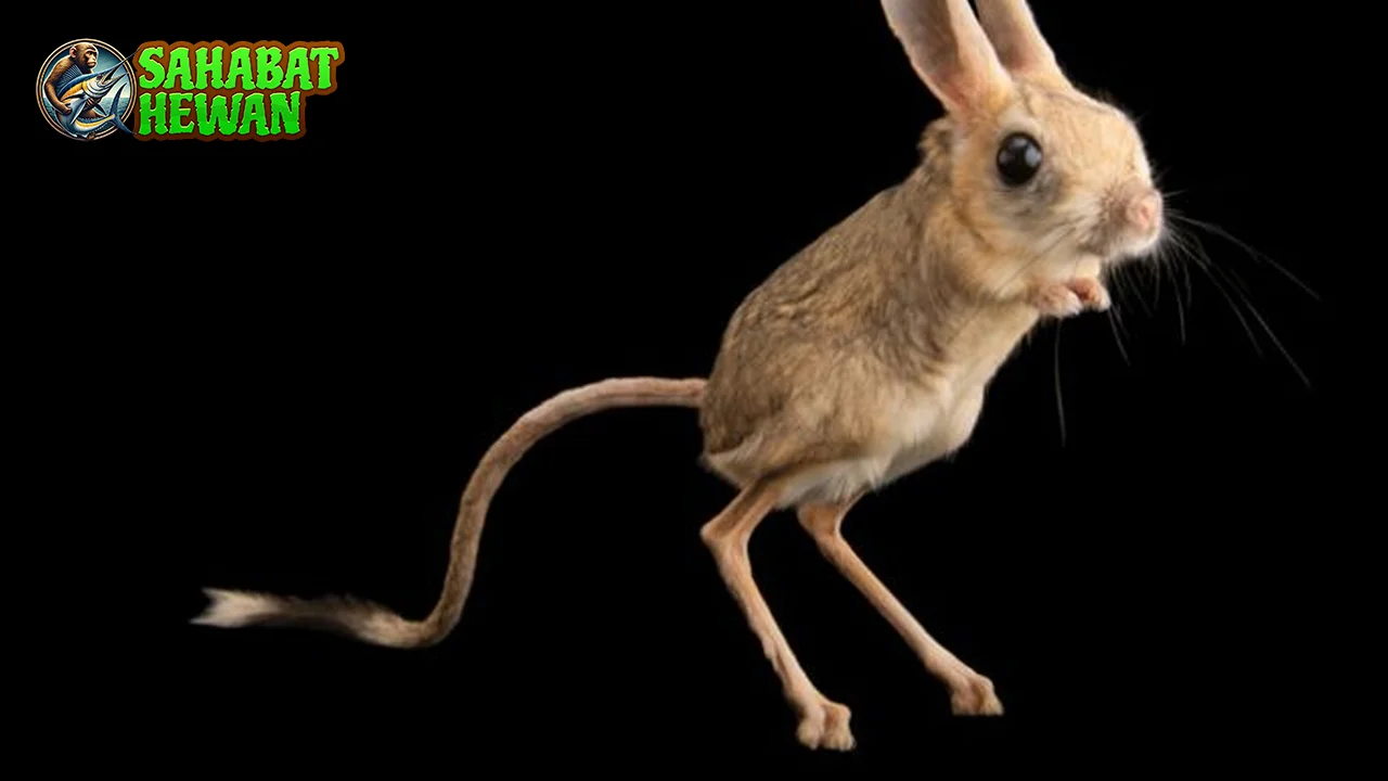 Jerboa Hewan Aneh 2 Kaki Panjang dan Telinga Lebar 2 Jerboa Hewan Aneh 2 Kaki Panjang dan Telinga Lebar